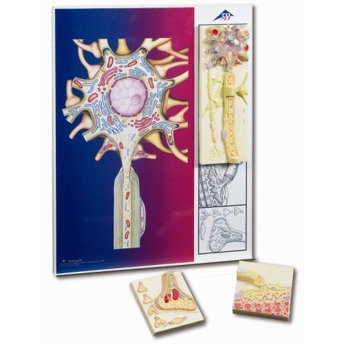 Modello Di Cellula Nervosa 3b Scientific C40 1 A 91 2