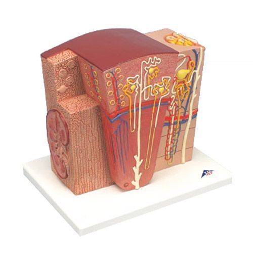 Modello del Rene 3B Scientific MicroAnatomy K13 a 311,10