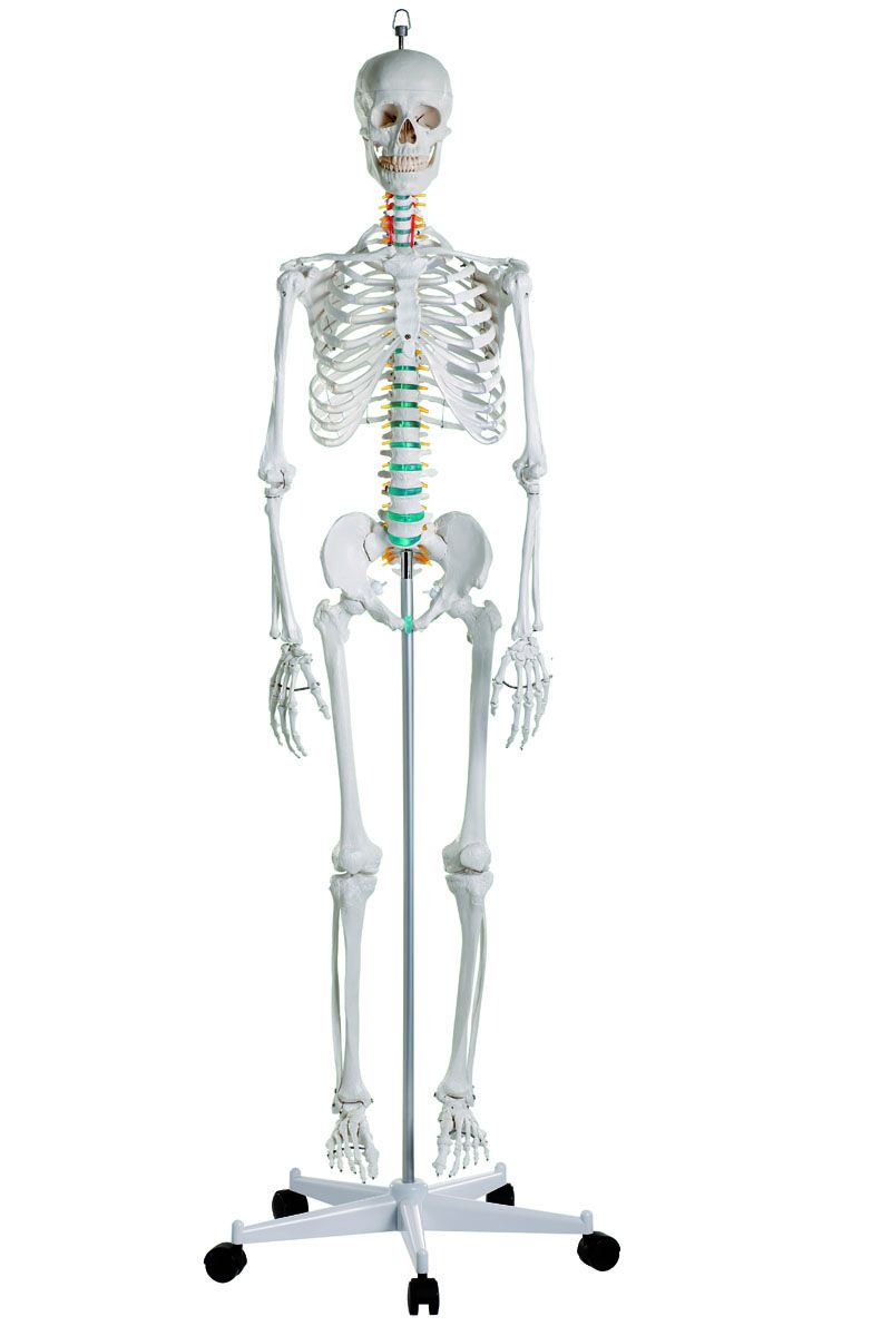 Scheletro Umano Anatomico Che Mostra I Muscoli Della Testa E Del