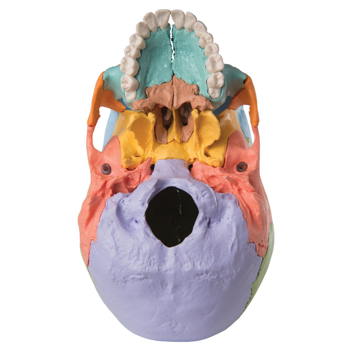 BONElike Cranio - cranio osseo, in 6 parti - 1000062 - A281 - Modelli