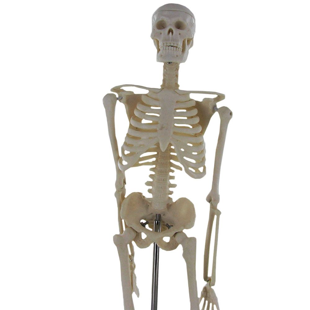 Mini scheletro anatomico umano 45cm Mediprem a 30,40 €