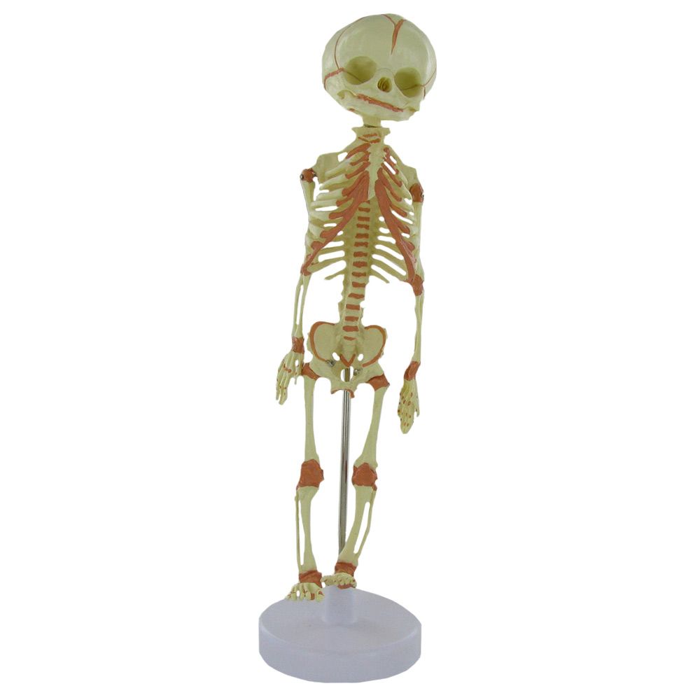 Modello anatomico dello scheletro di feto articolato Mediprem a 183,00 €