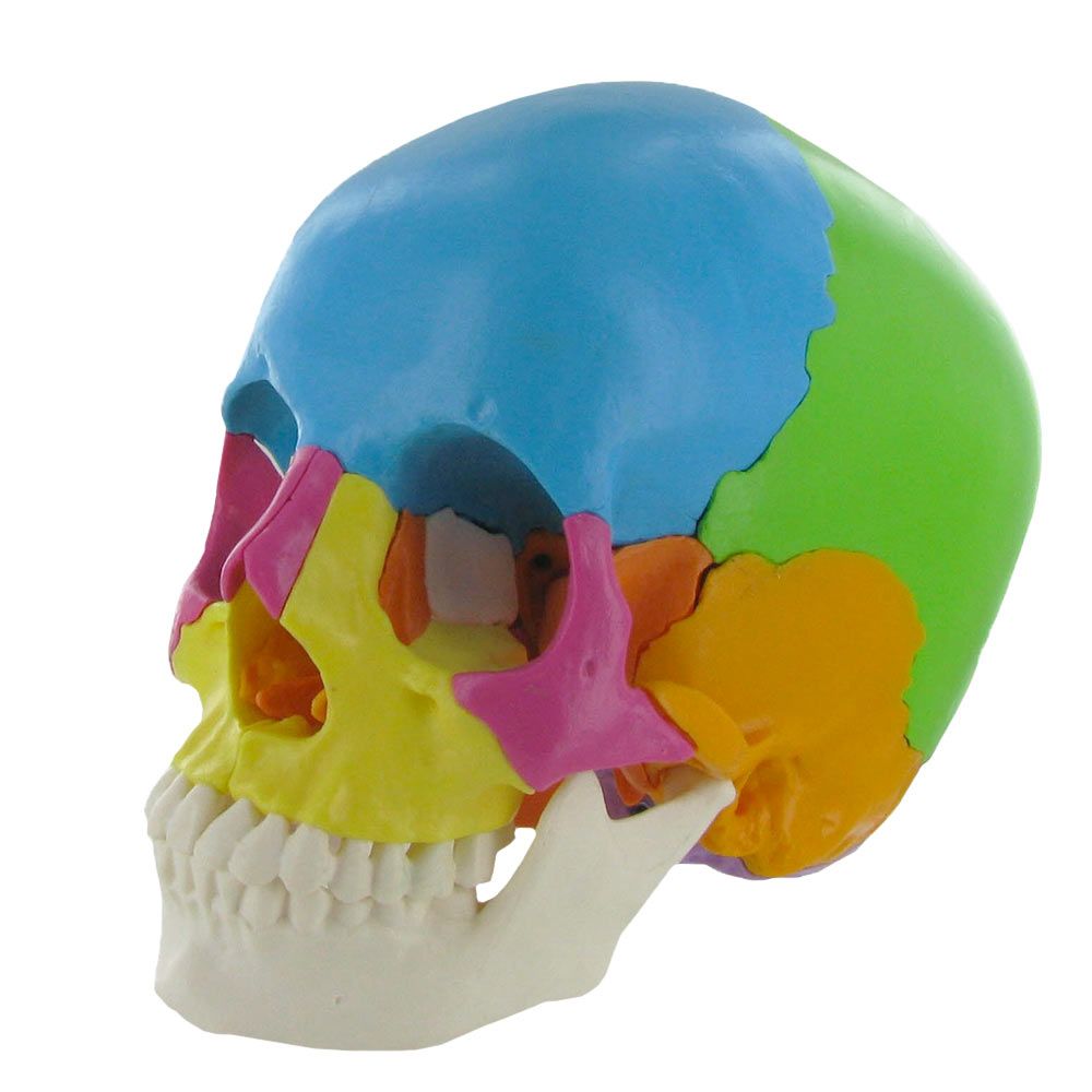 Cranio Anatomico Articolato Colorato Da 22 Pezzi Versione Didattica Mediprem A 165 83 Prodotto indispensabile per un accurato studio del cranio umano. modello del cranio anatomico articolato colorato in 22 pezzi versione didattica mediprem