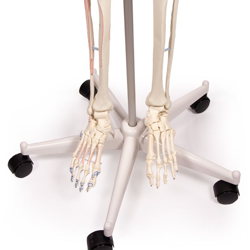 Decorazione Medica Originale In Resina - Denti Rimovibili, Per Studio Medico O Decorazione Modello Teschio Umano - Foto 3