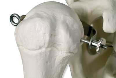 Scheletro con muscolatura su cavalletto in metallo H. 176cm