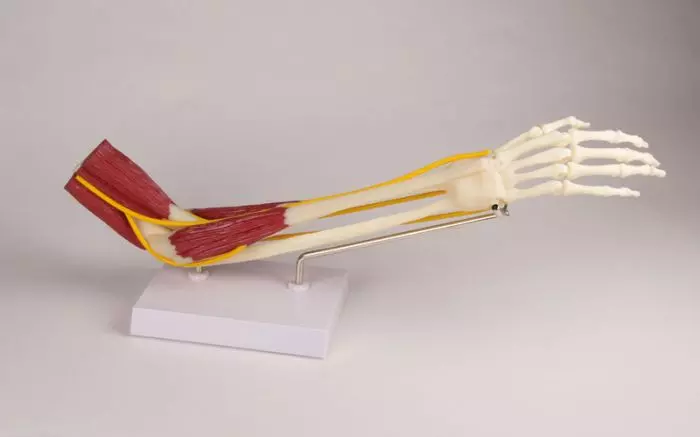 Modello di articolazione del gomito con muscoli Erler Zimmer 4566