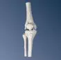 Mini articolazione del ginocchio, senza base A85
