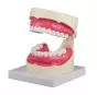 Modello di igiene dentale ingrandito 1,5 volte Erler Zimmer D217