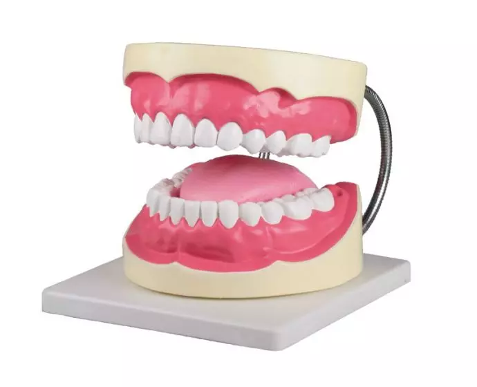 Modello di igiene dentale ingrandito 3 volte Erler Zimmer D216