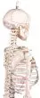 Scheletro in miniatura Fred con colonna vertebrale flessibile e inserzioni muscolari 3045 Erler Zimmer