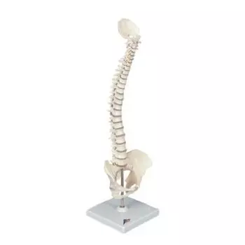 Mini colonna vertebrale, elastica A18/20