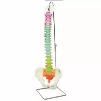 Modello di Colonna vertebrale flessibile didattica A58/8