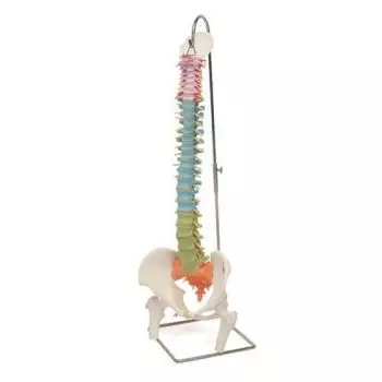 Colonna vertebrale flessibile didattica con tronchi del femore A58/9