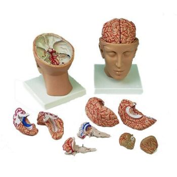 Modello del Cervello con arterie in 8 parti, con cranio C25