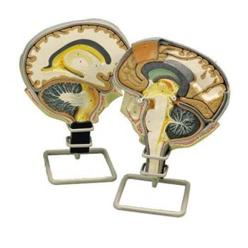 Modello di Sezione del cervello umano W19026