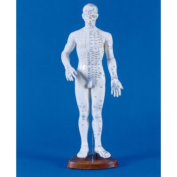 Modello maschile d'agopuntura 2046 Erler Zimmer