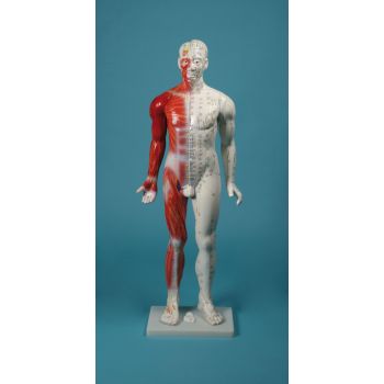 Modello di agopuntura maschile 80 cm 2050 Erler Zimmer