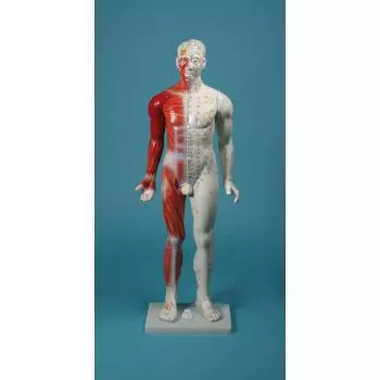 Modello di agopuntura maschile 80 cm 2050 Erler Zimmer