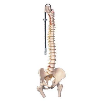 Colonna vertebrale flessibile classica, con tronchi del femore A58/2