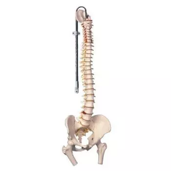 Colonna vertebrale flessibile classica, con tronchi del femore A58/2