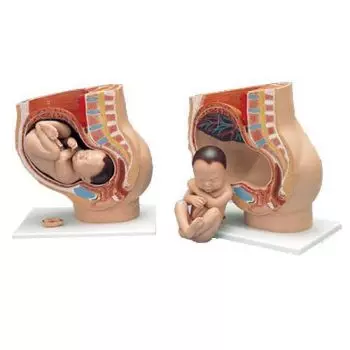 Modello di Bacino umano gravido, in 3 parti L20