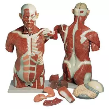 Modello di Torso umano con muscoli, a grandezza naturale, in 27 parti VA16