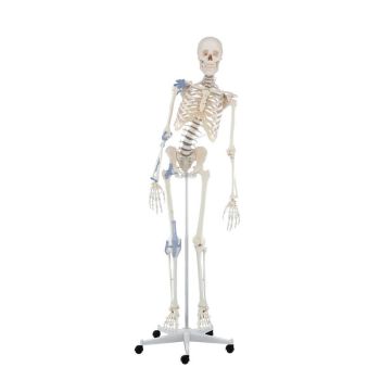 Scheletro Toni con colonna vertebrale flessibile e legamenti visibili con rotelle 3013 Erler Zimmer