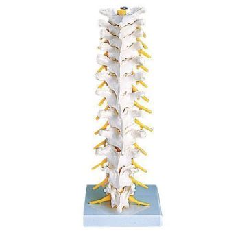 Colonna vertebrale toracica A73