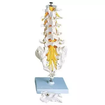 Modello di Colonna vertebrale lombare A74