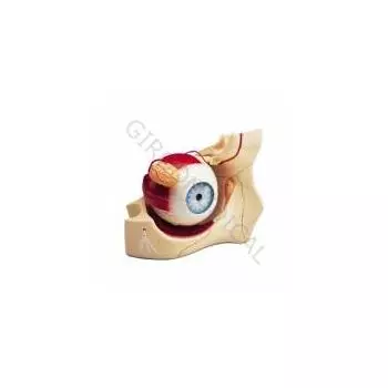 Modello dell' Occhio ingrandito 6 volte, in 8 parti con orbita W42515
