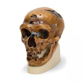 Modello di cranio antropologico - La Chapelle-aux-Saints VP751/1