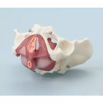 Modello anatomico di bacino femminile con muscoli del pavimento pelvico Erler Zimmer 4070