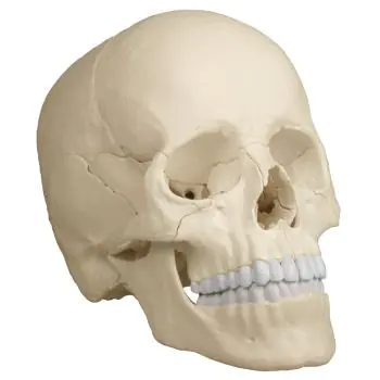 Cranio articolato - Versione anatomica in 22 parti R4701 Erler Zimmer