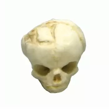 Modello di cranio feto di 17 settimane 4767 Erler Zimmer