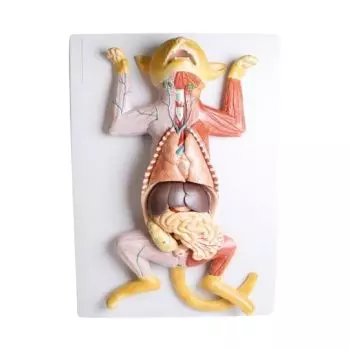 Modello di dissezione anatomica di una gatta gravida