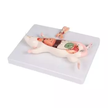 Modello di dissezione anatomica del ratto