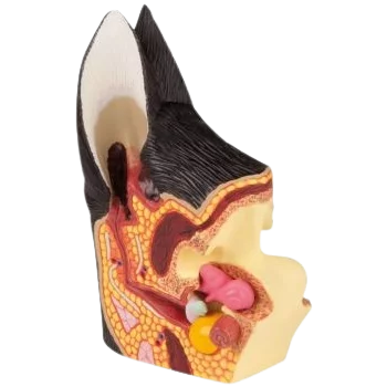 Modello anatomico dell'orecchio canino