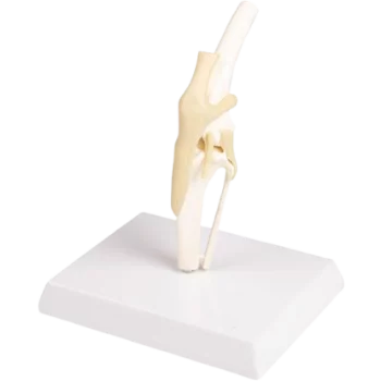 Modello anatomico di Erler Zimmer del ginocchio canino