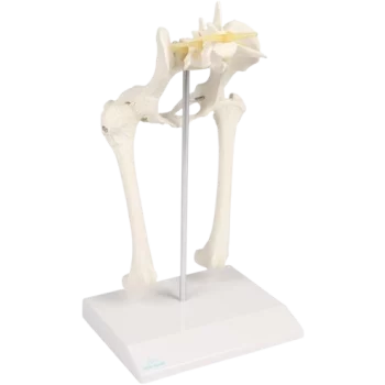 Modello anatomico di anca per cani di Erler Zimmer