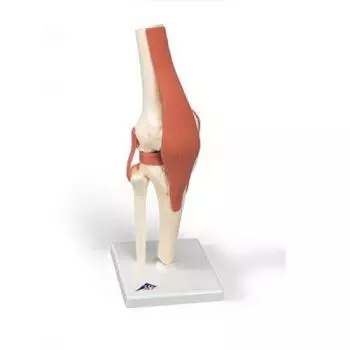 Modello funzionale di lusso dell’articolazione del ginocchio A82/1