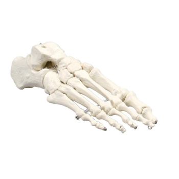 Modello di scheletro dei piedi 6050 Erler Zimmer