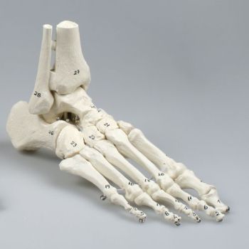 Modello di scheletro del piede con inizio tibia, perone, numerati 6054 Erler Zimmer