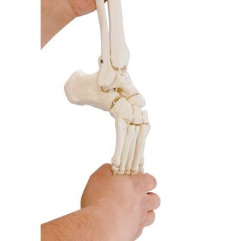 Scheletro del piede con inserti della tibia e del perone, flessibile Erler Zimmer R6056