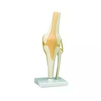 Modello funzionale di articolazione del ginocchio A82
