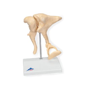 Ossicini dell'orecchio – Ingrandimento con fattore 20 BONElike™ A100