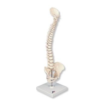 Mini colonna vertebrale, elastica, su stativo A18/21