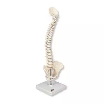 Mini colonna vertebrale, elastica, su stativo A18/21