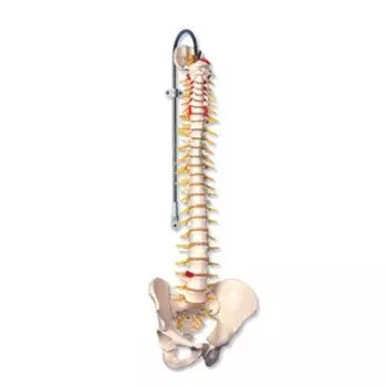 Colonna vertebrale flessibile, modello di lusso A58/5