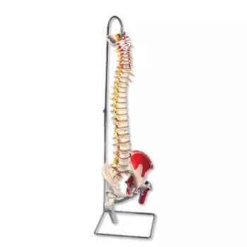 Colonna vertebrale flessibile, modello di lusso, con tronchi del femore e illustrazione dei muscoli A58/7