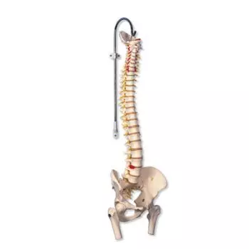 Colonna vertebrale flessibile molto robusta, con tronchi del femore A59/2